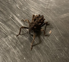 Poropterus intermedius