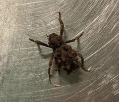 Poropterus intermedius