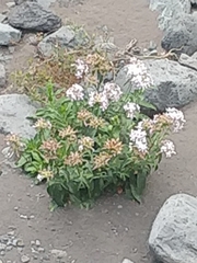 Saponaria officinalis image