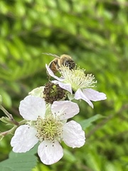 Apis mellifera