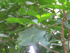 Pleuranthodendron (Pleuranthodendron)