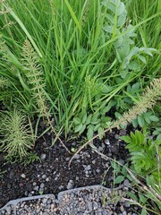 Equisetum pratense image