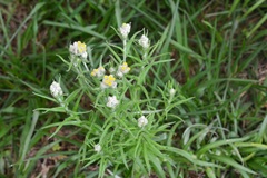 Pseudognaphalium viscosum