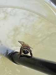 Apis mellifera