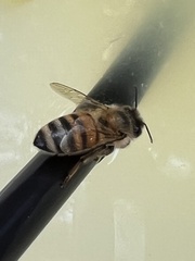 Apis mellifera