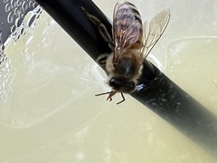 Apis mellifera