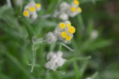 Pseudognaphalium viscosum