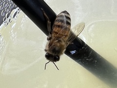 Apis mellifera