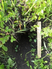 Spermophilus suslicus