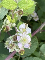 Rubus