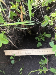 Spermophilus suslicus