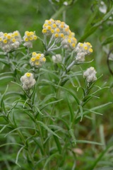 Pseudognaphalium viscosum