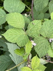 Rubus