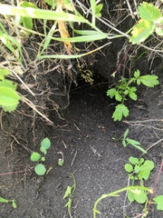 Spermophilus suslicus