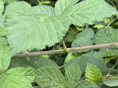 Rubus