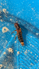 Platydracus immaculatus