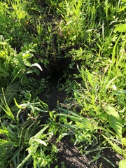 Spermophilus suslicus