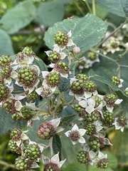 Rubus