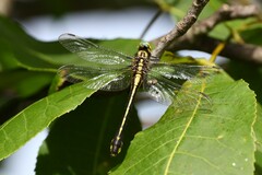 Gomphurus fraternus