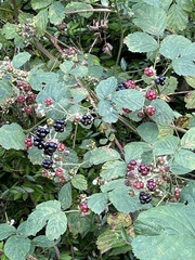 Rubus