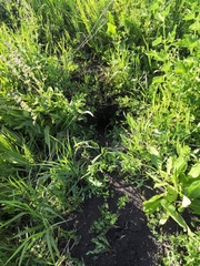 Spermophilus suslicus