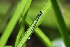 Enallagma divagans