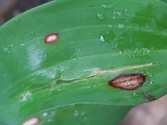 Phyllosticta convallariae