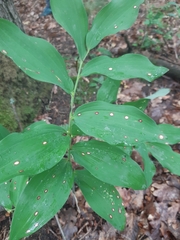 Phyllosticta convallariae