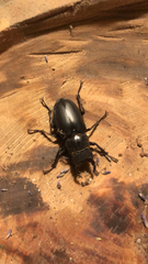 Lucanus ibericus