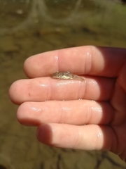 Hypentelium nigricans