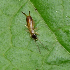 Apterygida albipennis