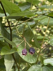Amelanchier arborea