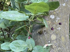 Amelanchier arborea