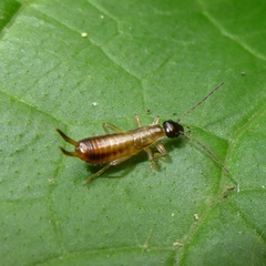 Apterygida albipennis