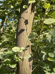 Amelanchier arborea