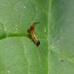 Apterygida albipennis