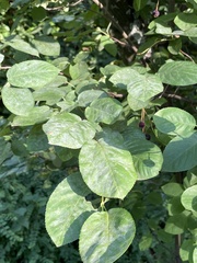 Amelanchier arborea