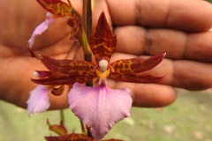 Rhynchostele bictoniensis
