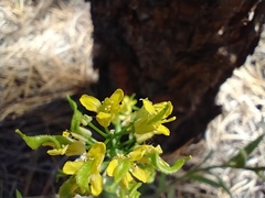 Draba streptocarpa