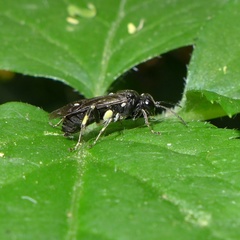 Macrophya ribis