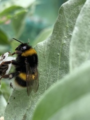 Bombus terrestris