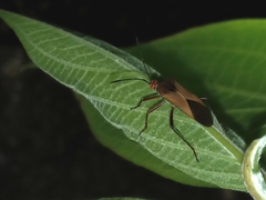 Hypselonotus bitrianguliger