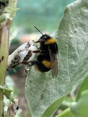 Bombus terrestris