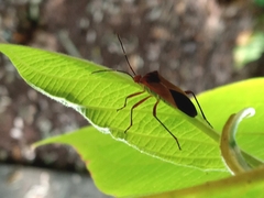 Hypselonotus bitrianguliger