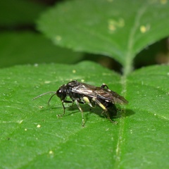 Macrophya ribis
