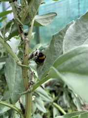 Bombus terrestris