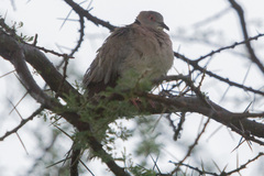 Streptopelia decipiens