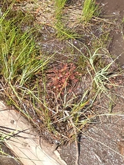 Drosera intermedia
