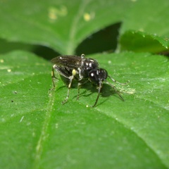 Macrophya ribis