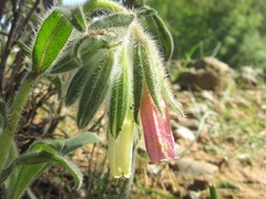 Onosma alborosea